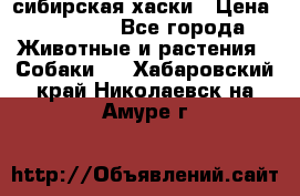 l: сибирская хаски › Цена ­ 10 000 - Все города Животные и растения » Собаки   . Хабаровский край,Николаевск-на-Амуре г.